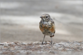 <p>REHEK ZAHRADNÍ (Phoenicurus phoenicurus)</p>